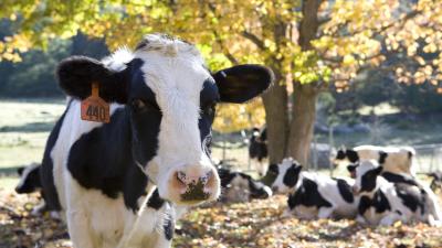 Farm Tours